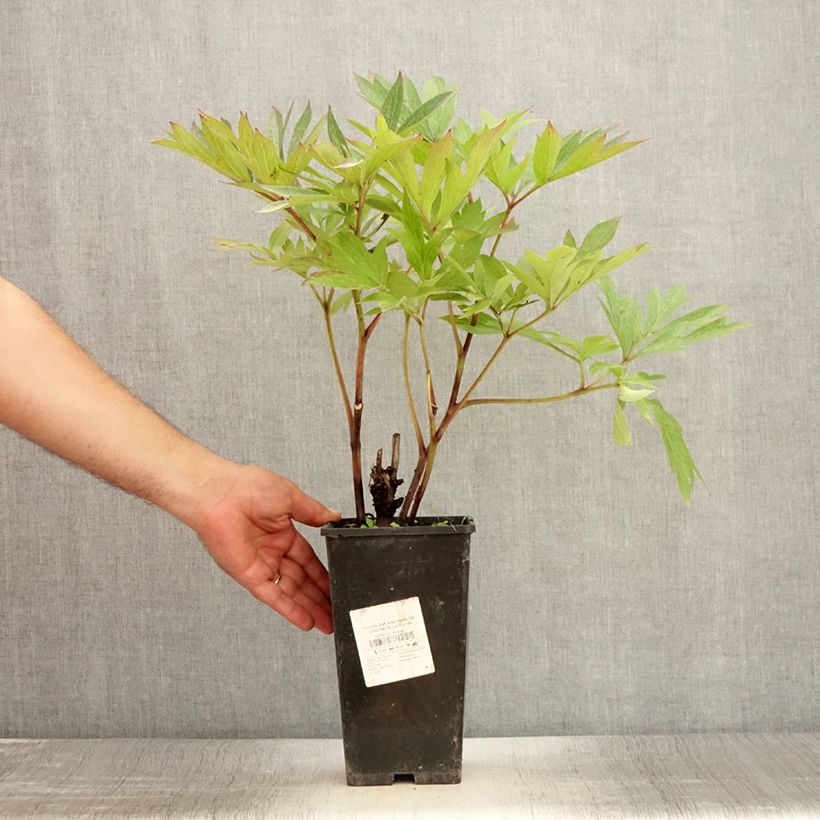 Paeonia Itoh Julia Rose 2L/3L pot sample as delivered in summer