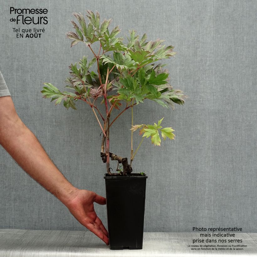 Paeonia Itoh Julia Rose Bare root 3-5 eyes sample as delivered in summer