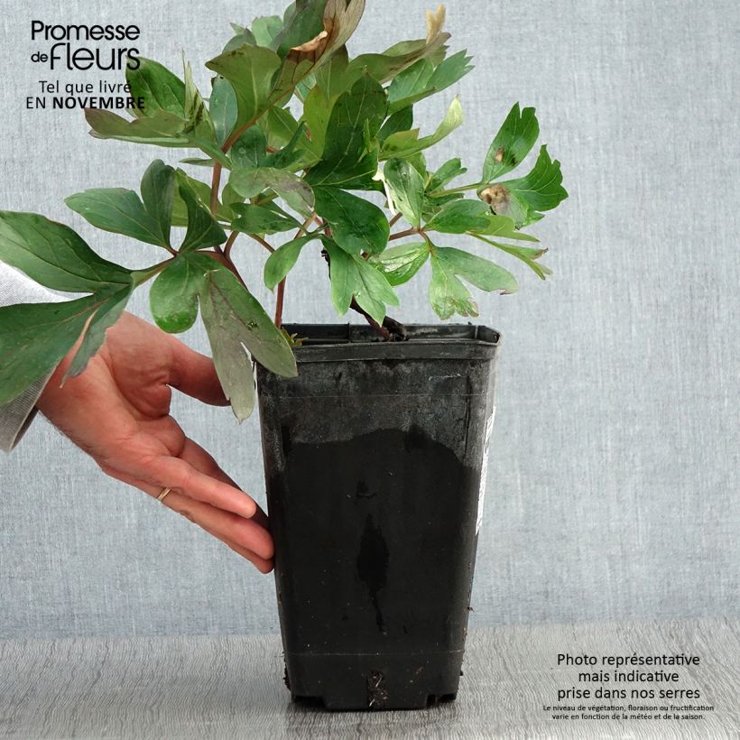 Paeonia Itoh Morning Lilac - Itoh Peony 3L/4L pot sample as delivered in autumn