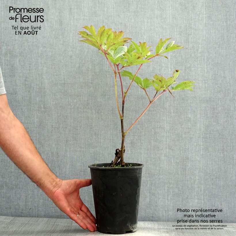 Paeonia Itoh Pastel Splendour Bare root 3-5 eyes sample as delivered in summer