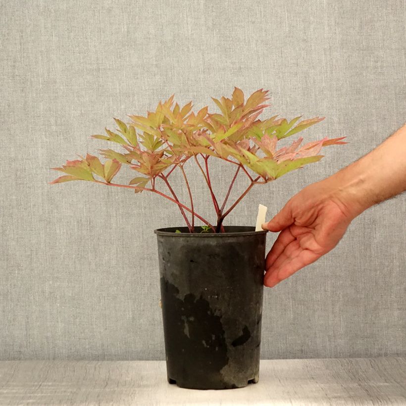 Paeonia Itoh Pastel Splendour 2L/3L pot sample as delivered in summer