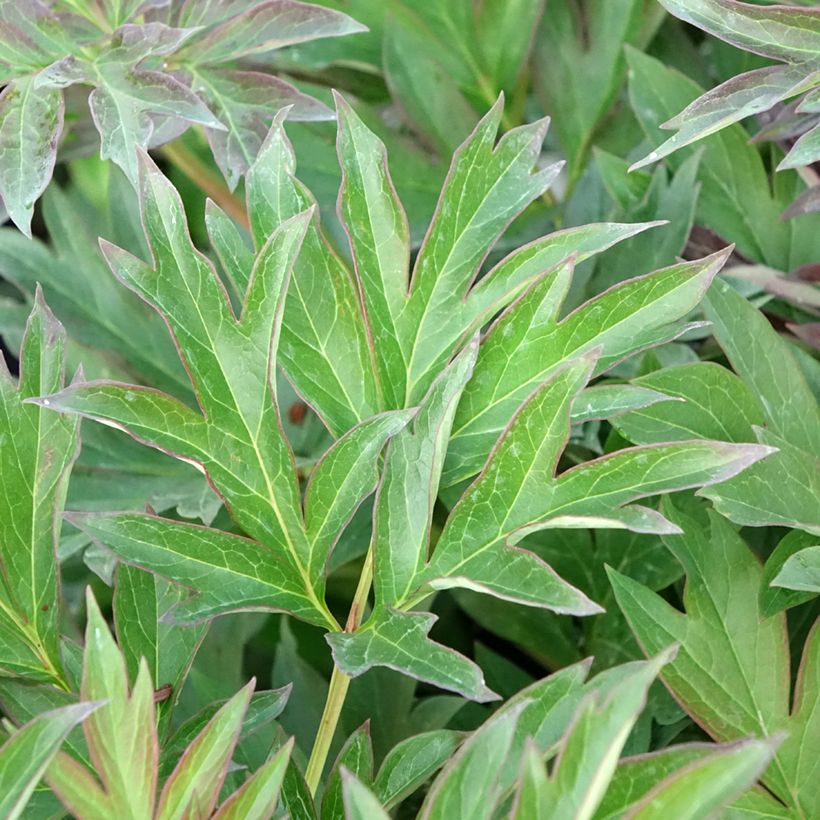 Paeonia Itoh Viking Full Moon (Foliage)