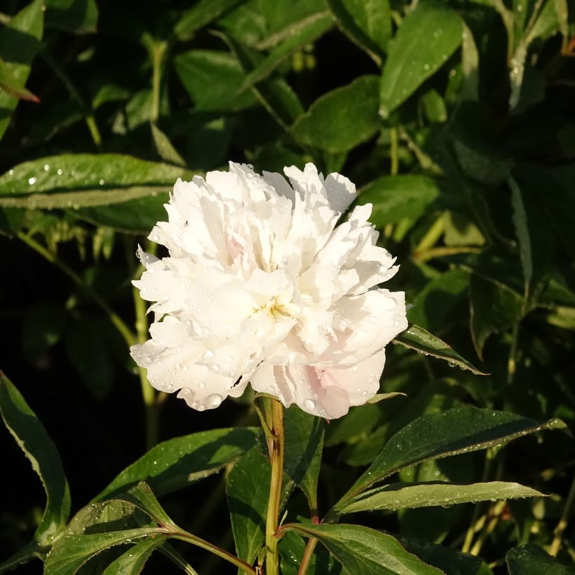 Paeonia lactiflora Alertie (Flowering)