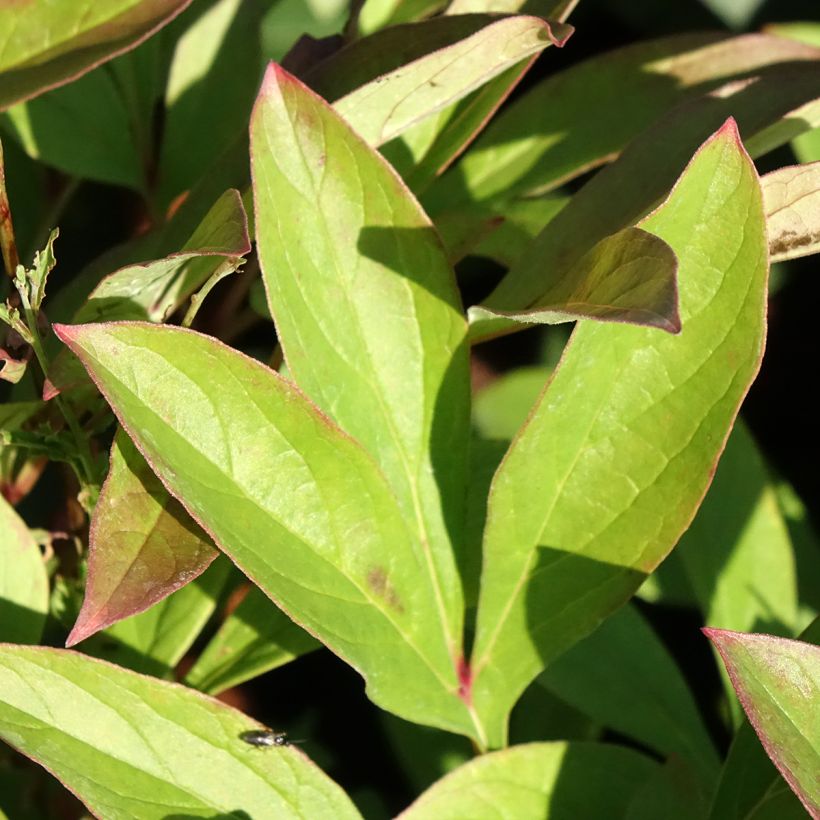 Paeonia lactiflora Amabilis (Foliage)