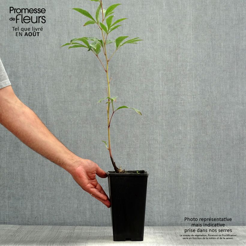Paeonia lactiflora Big Ben Bare root 3-5 eyes sample as delivered in summer