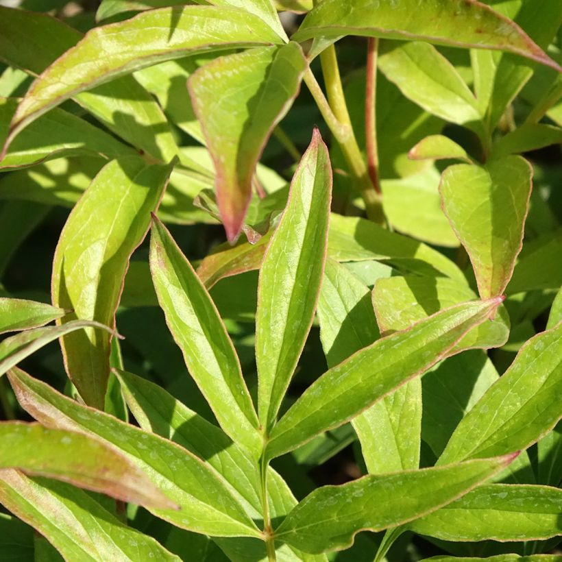 Paeonia lactiflora Chiffon Parfait (Foliage)