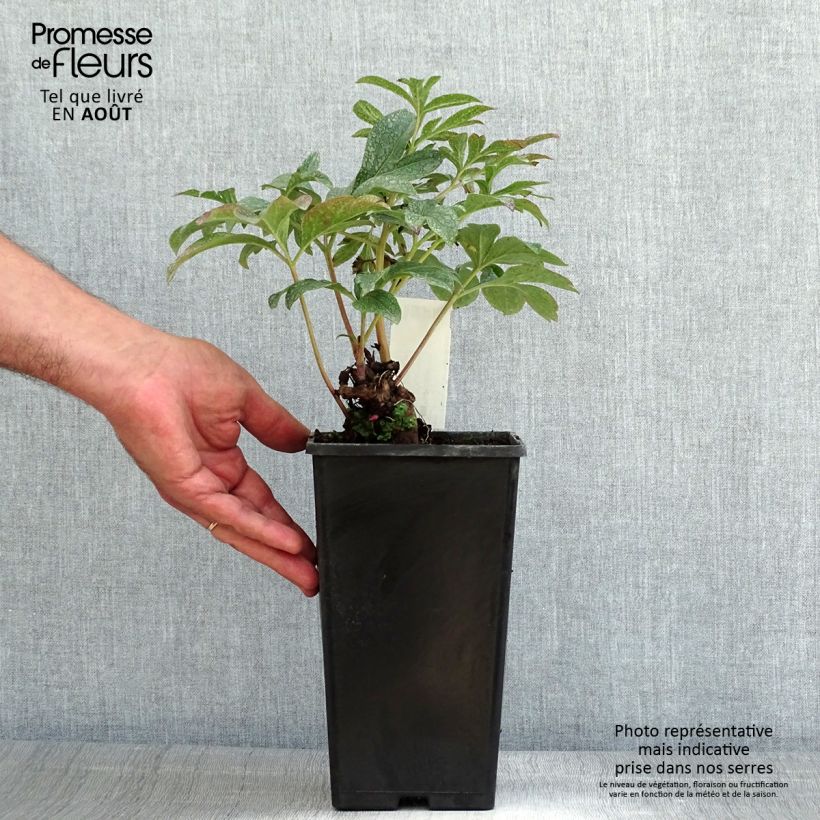 Paeonia lactiflora Coral Charm Bare root 3-5 eyes sample as delivered in summer