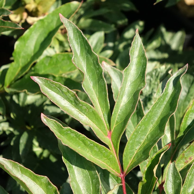 Paeonia lactiflora Coral Magic (Foliage)