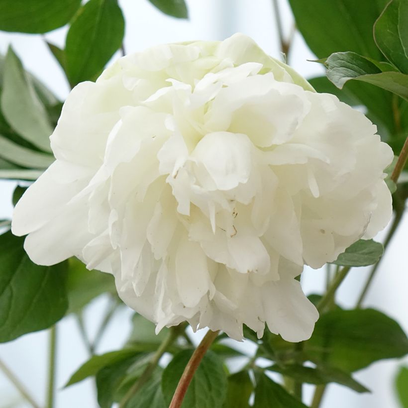 Paeonia x lactiflora Corinne Wersan - Chinese Peony (Flowering)