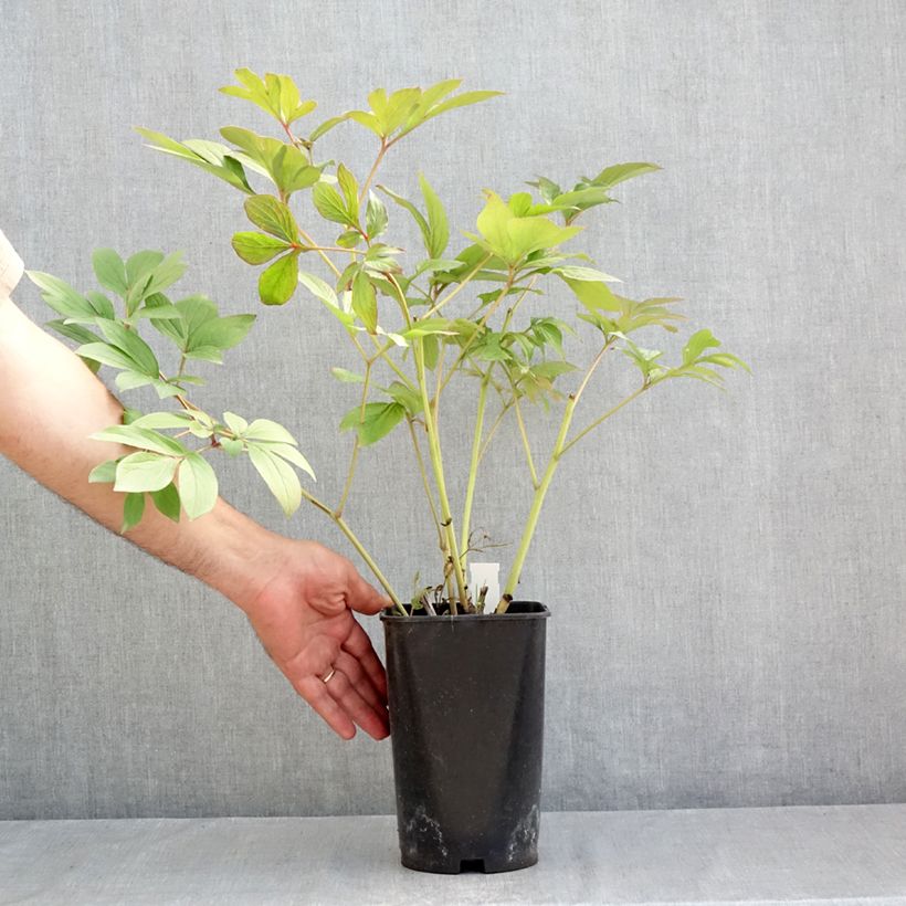 Paeonia x lactiflora Corinne Wersan - Chinese Peony 4L/5L pot sample as delivered in summer