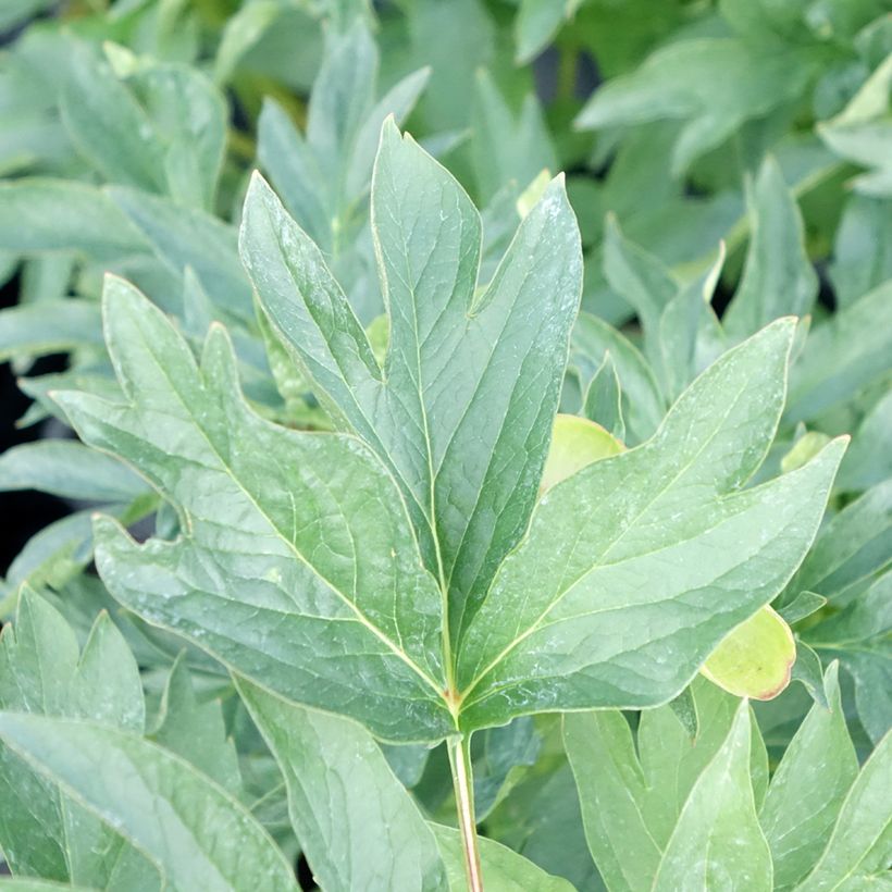 Paeonia lactiflora Cytherea (Foliage)