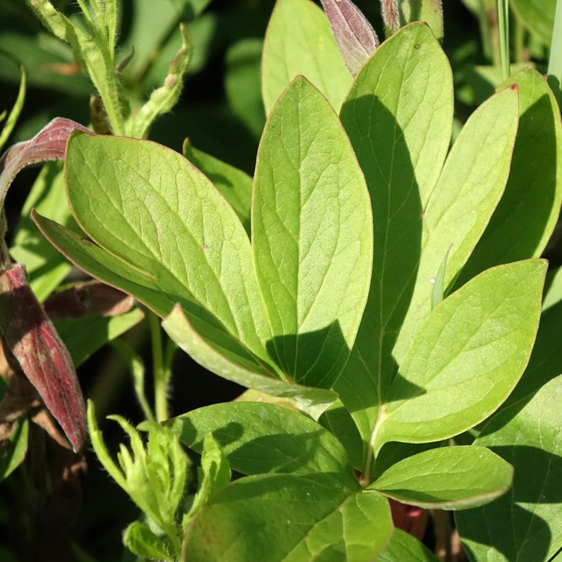 Paeonia lactiflora Diana Parks (Foliage)