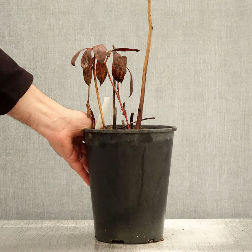 Paeonia lactiflora Dr Alexander Fleming 3L/4L pot sample as delivered in autumn