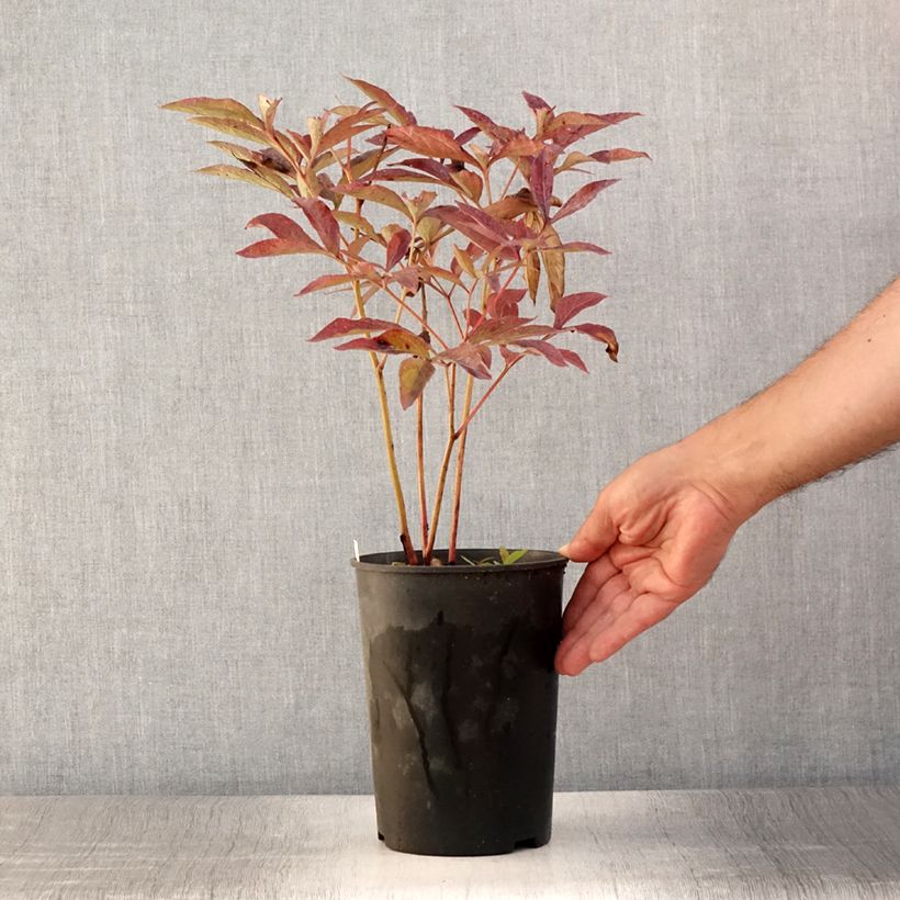 Paeonia lactiflora Dr Alexander Fleming 3L/4L pot sample as delivered in summer