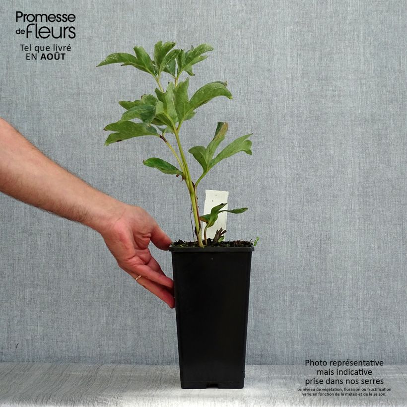 Paeonia lactiflora Duchesse de Nemours Bare root 3-5 eyes sample as delivered in summer