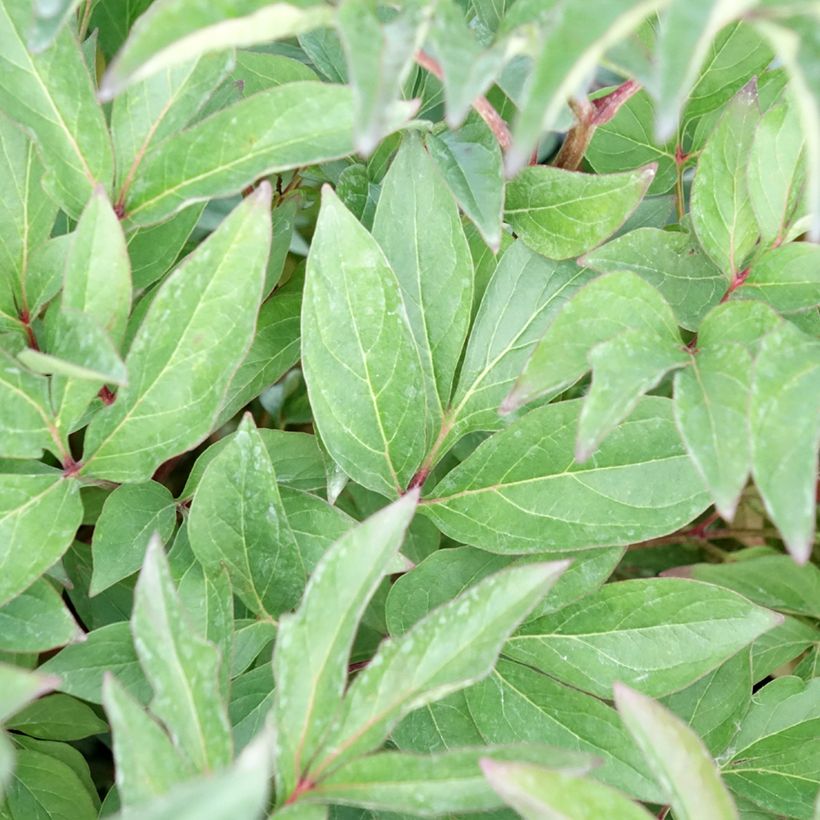 Paeonia x lactiflora Françoise Ortegat (Foliage)