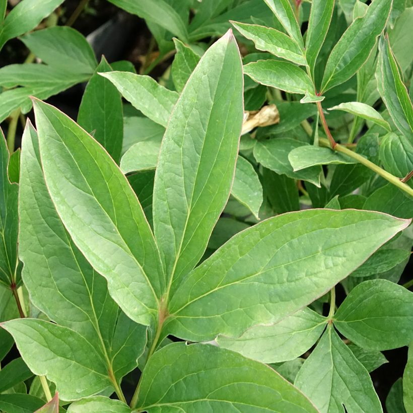 Paeonia x lactiflora Fringed Ivory - Chinese Peony (Foliage)