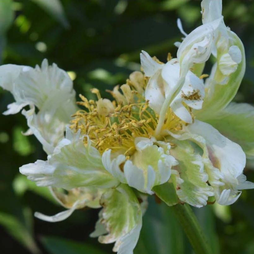 Paeonia lactiflora Green Halo (Flowering)
