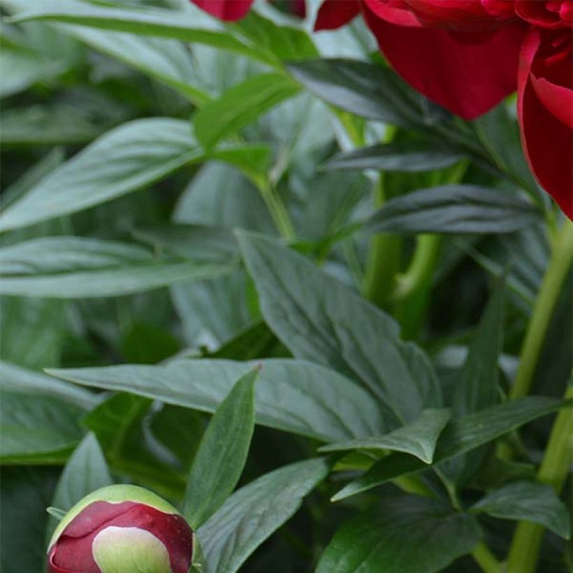 Paeonia lactiflora Bockstoce (Foliage)