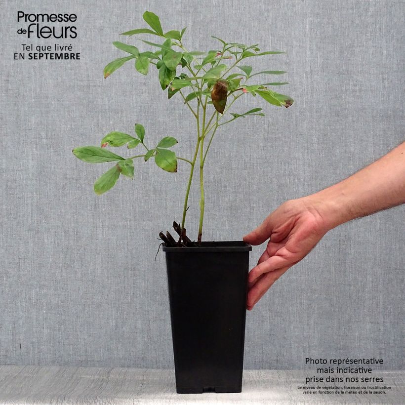 Paeonia lactiflora Immaculée Bare root 3-5 eyes sample as delivered in summer