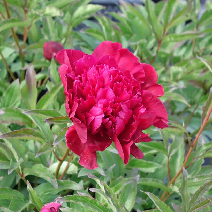 Paeonia lactiflora Inspecteur Lavergne (Flowering)