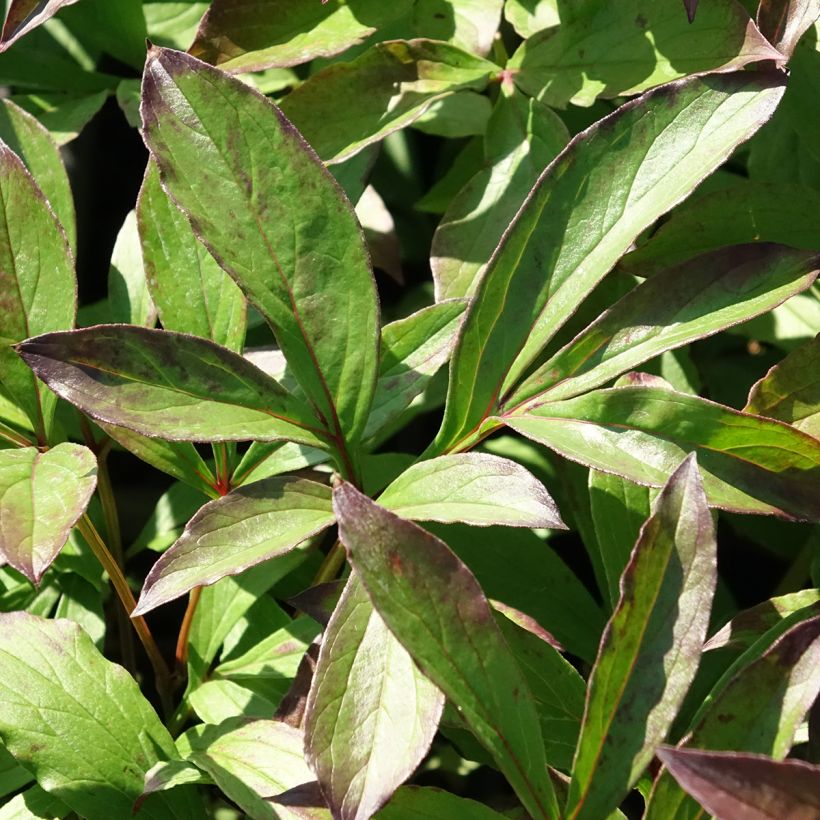 Paeonia lactiflora Jacorma (Foliage)