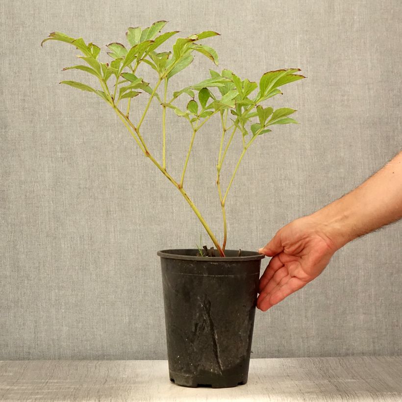 Paeonia lactiflora Jan van Leeuwen - Garden Peony 3L/4L pot sample as delivered in summer