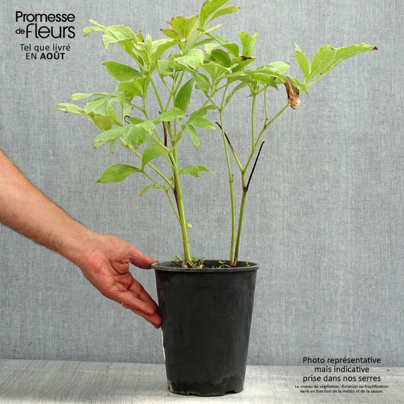 Paeonia lactiflora Jan van Leeuwen - Garden Peony Bare root 3-5 eyes sample as delivered in summer