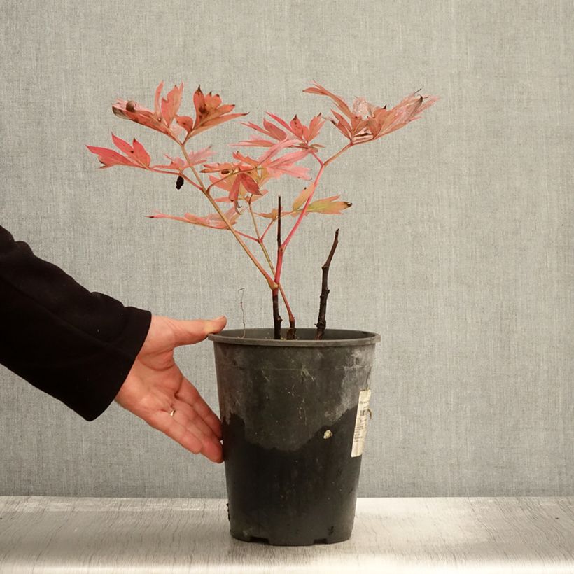 Paeonia lactiflora Kansas 3L/4L pot sample as delivered in autumn