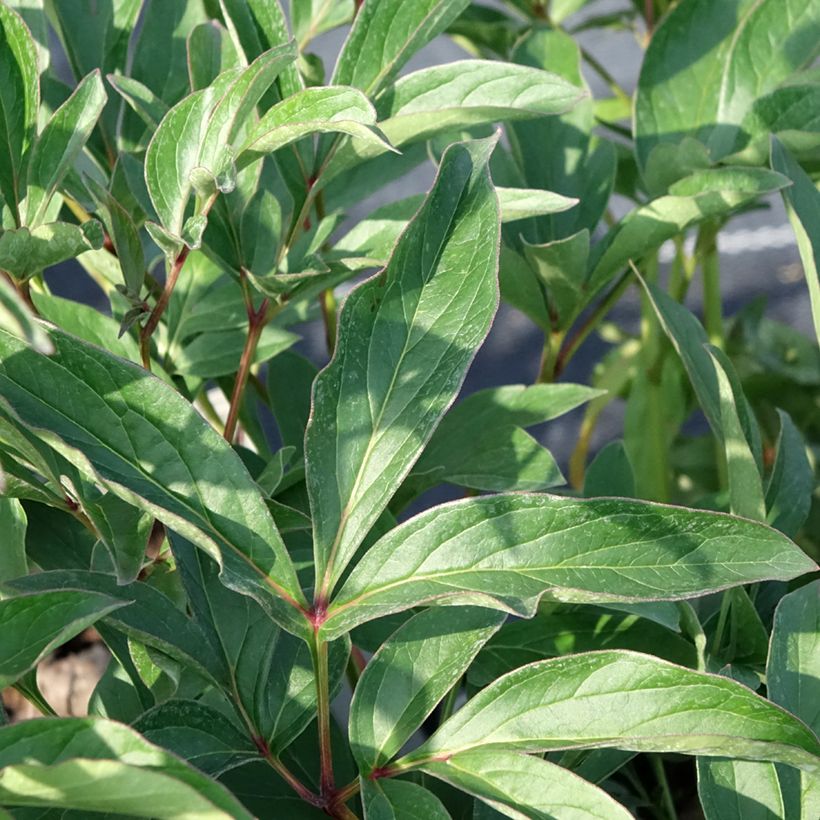 Paeonia lactiflora Lady Orchid (Foliage)