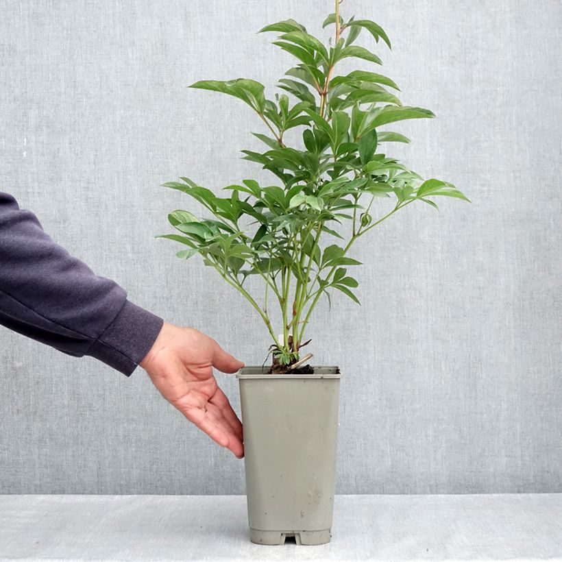 Paeonia lactiflora Lady Orchid 3L/4L pot sample as delivered in spring