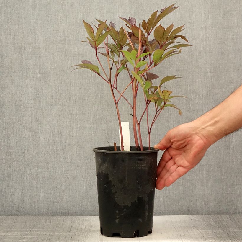 Paeonia lactiflora Louis van Houtte 3L/4L pot sample as delivered in summer