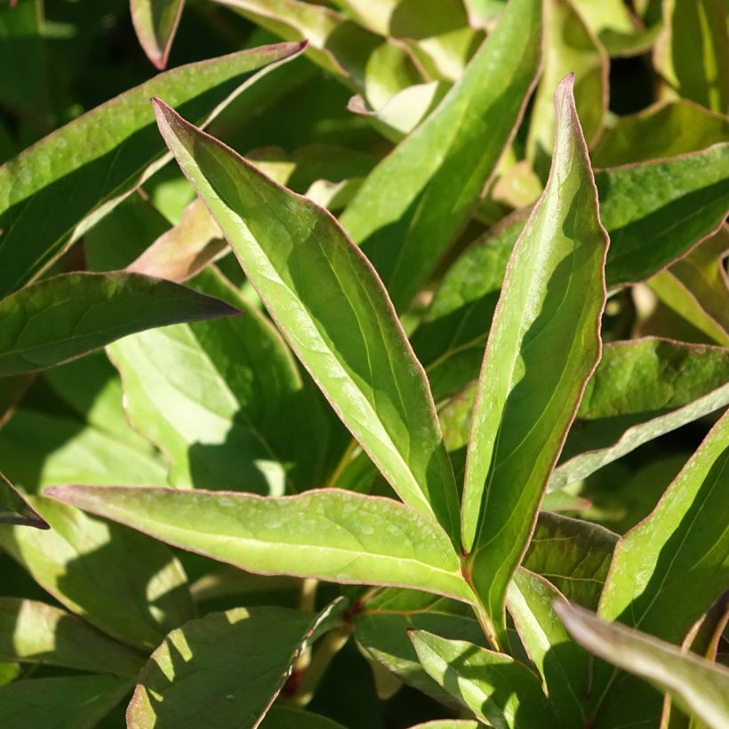 Paeonia x lactiflora Mistress - Chinese Peony (Foliage)