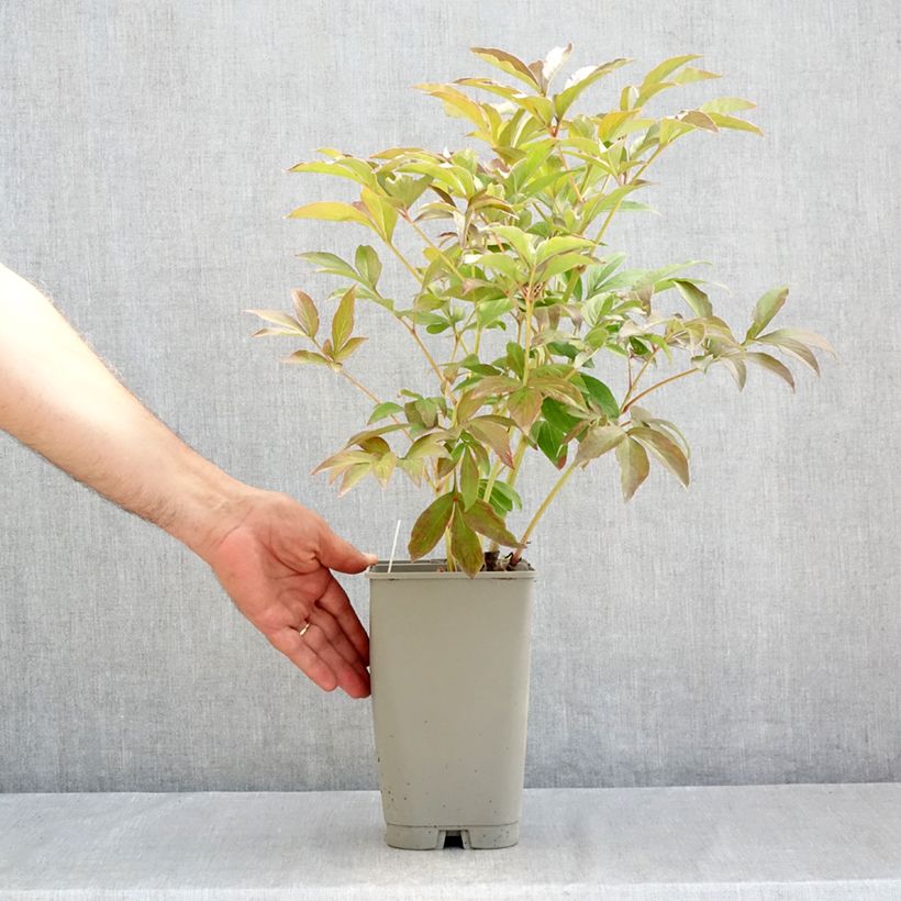 Paeonia x lactiflora Mistress - Chinese Peony 4L/5L pot sample as delivered in summer