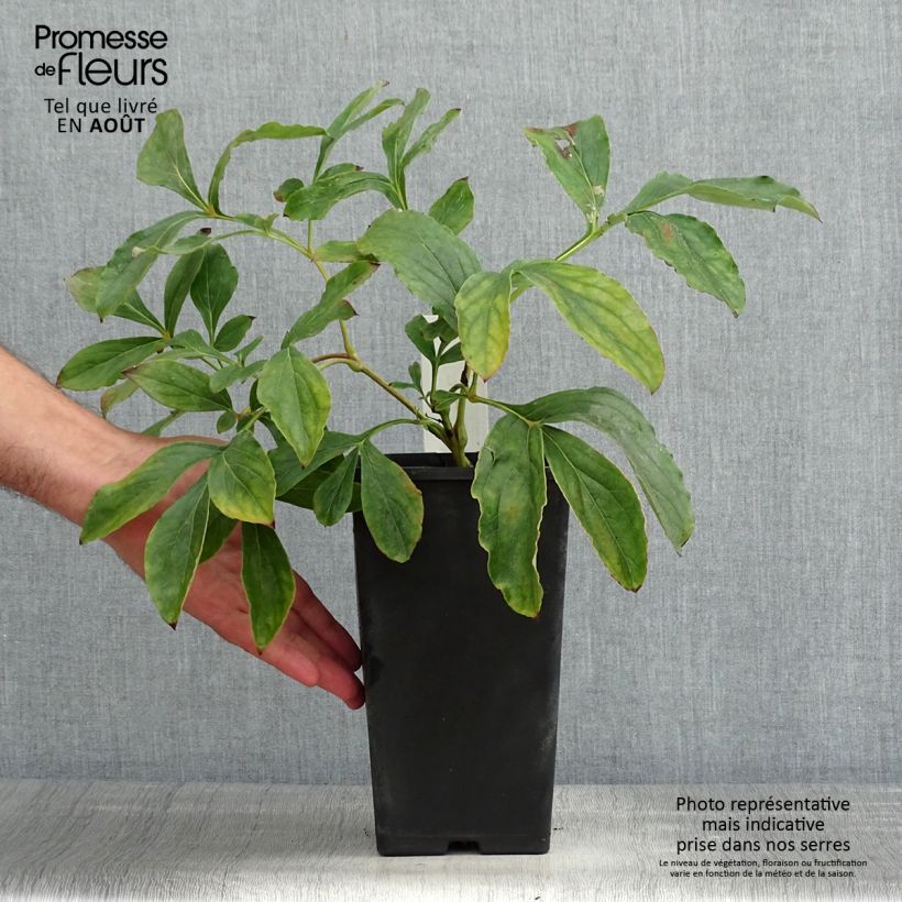 Paeonia x lactiflora Monsieur Jules Elie Bare root 3-5 eyes sample as delivered in summer