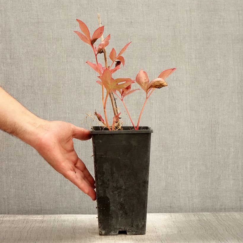 Paeonia lactiflora Mother's Choice 3L/4L pot sample as delivered in autumn