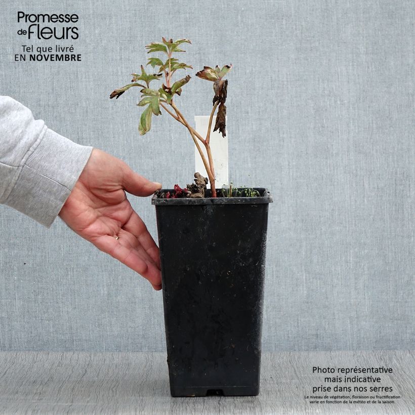 Paeonia lactiflora Pink Hawaiian Coral 3L/4L pot sample as delivered in autumn