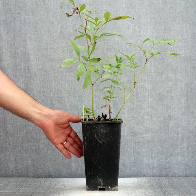 Paeonia lactiflora Primevere - Garden Peony 3L/4L pot sample as delivered in summer