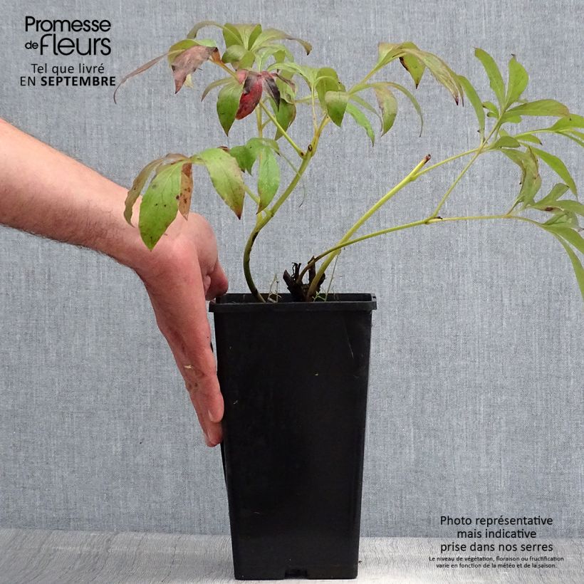Paeonia lactiflora Primevere - Garden Peony Bare root 3-5 eyes sample as delivered in summer