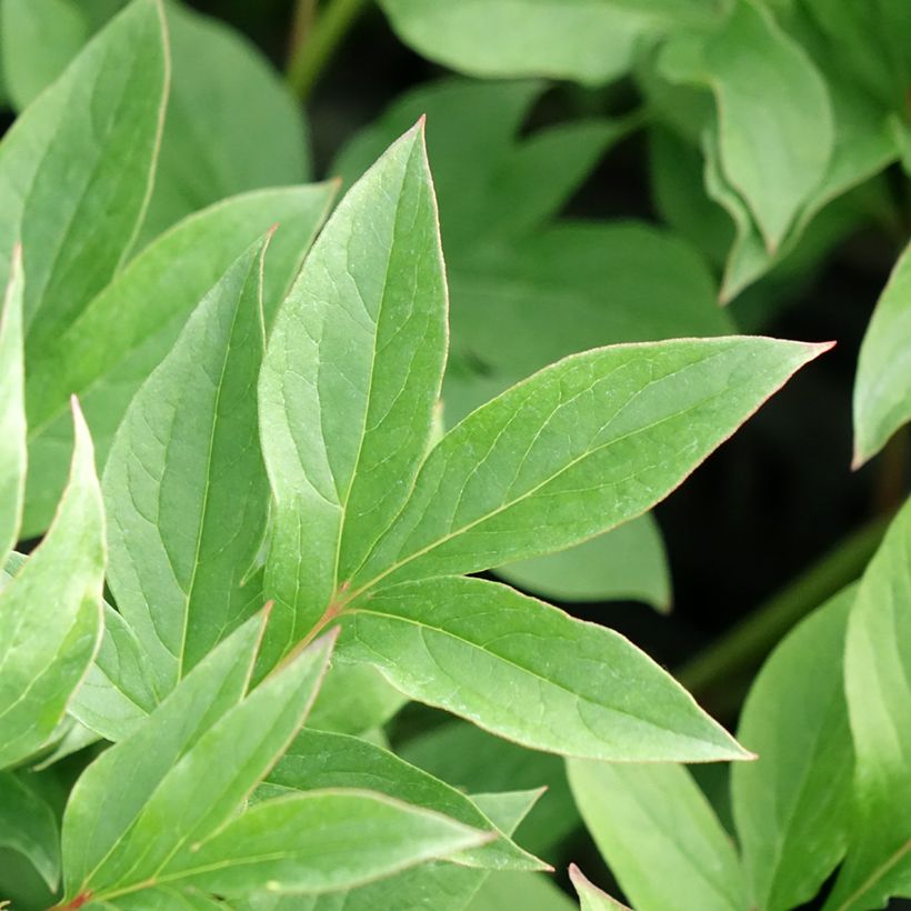 Paeonia x lactiflora Puffed Cotton - Chinese Peony (Foliage)