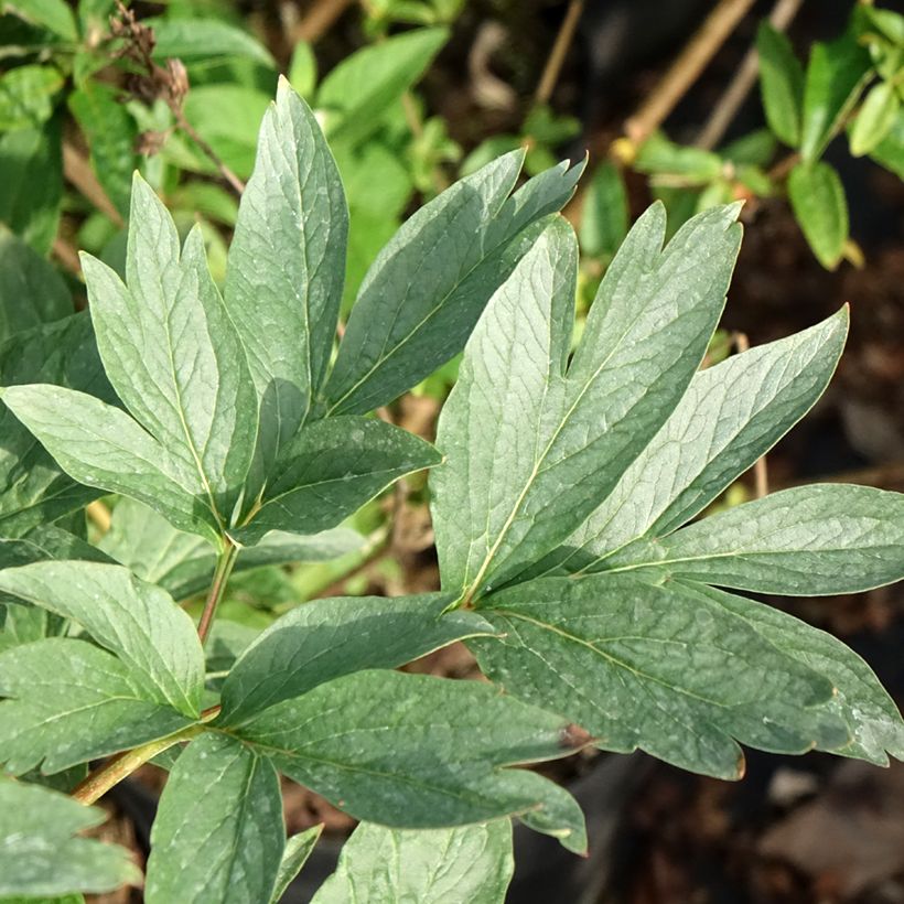Paeonia x lactiflora Raspberry Charm - Chinese Peony (Foliage)