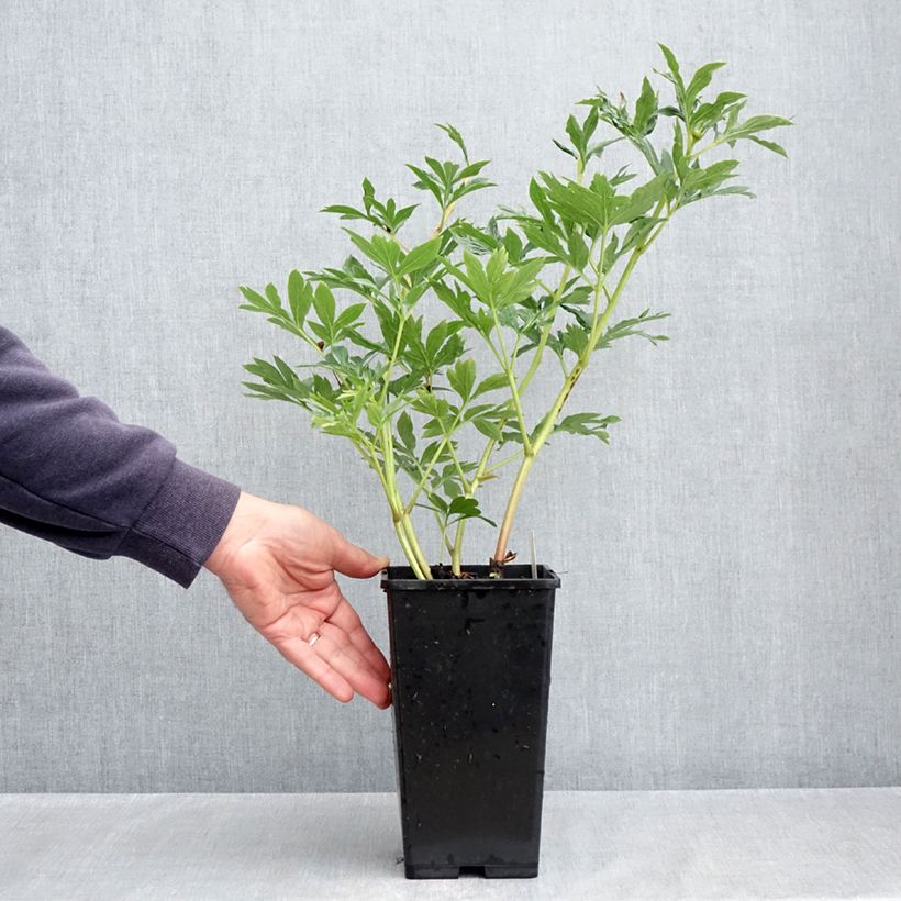 Paeonia x lactiflora Raspberry Charm - Chinese Peony 4L/5L pot sample as delivered in spring