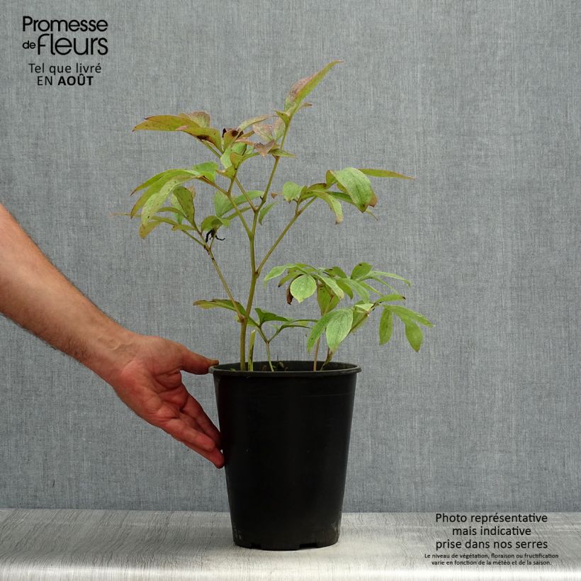 Paeonia lactiflora Sea Shell Bare root 3-5 eyes sample as delivered in summer