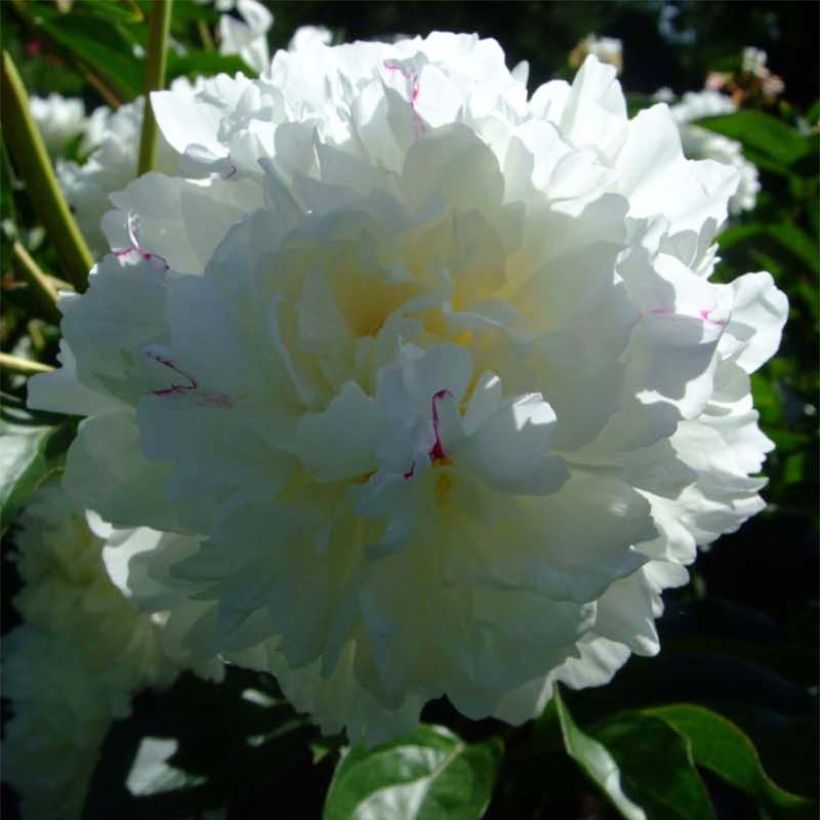 Paeonia lactiflora Solange (Flowering)