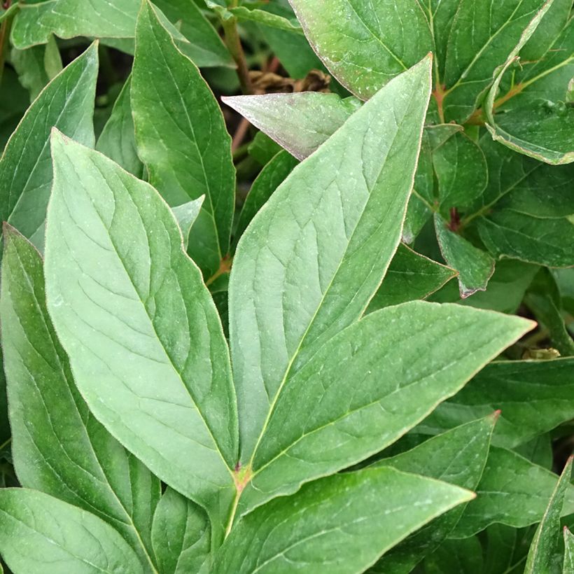 Paeonia x lactiflora Think pink - Chinese Peony (Foliage)