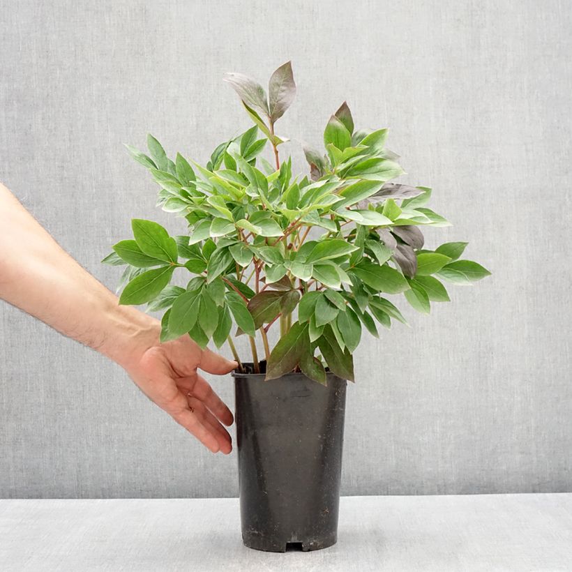 Paeonia x lactiflora Think pink - Chinese Peony 4L/5L pot sample as delivered in spring