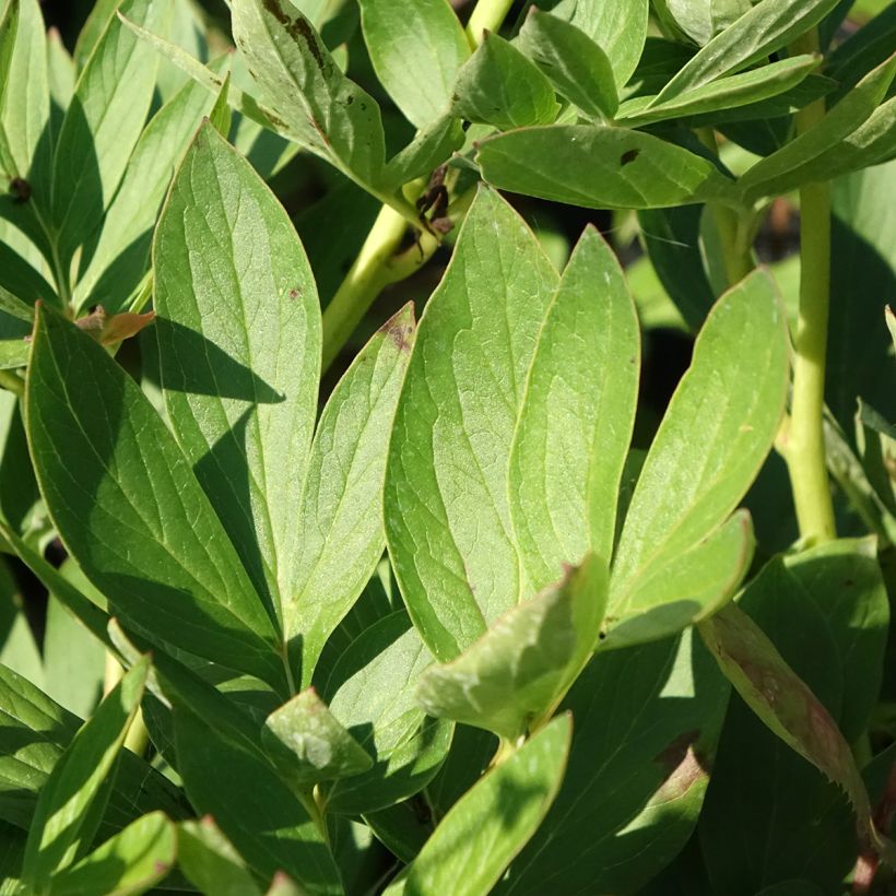 Paeonia lactiflora Tom Cat (Foliage)