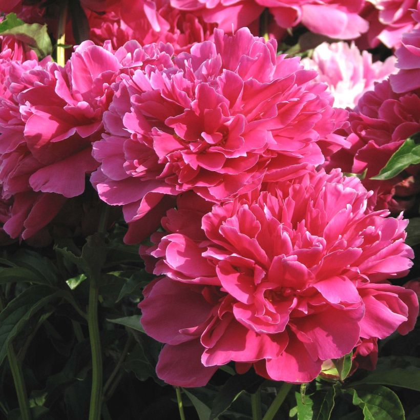 Paeonia lactiflora Victoire de la Marne (Flowering)