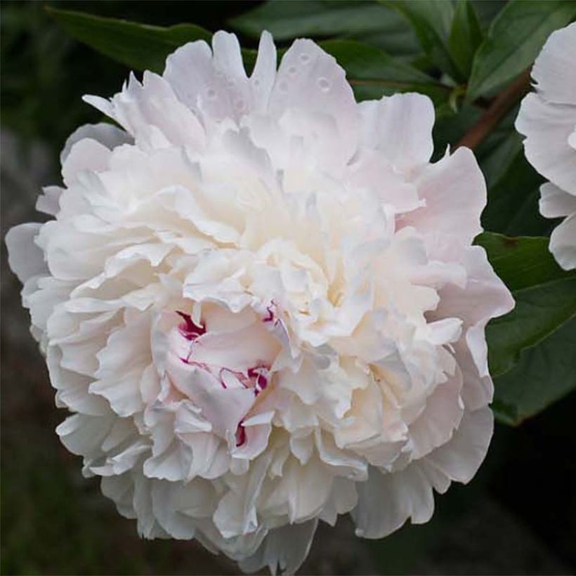 Paeonia officinalis Alba Plena (Flowering)