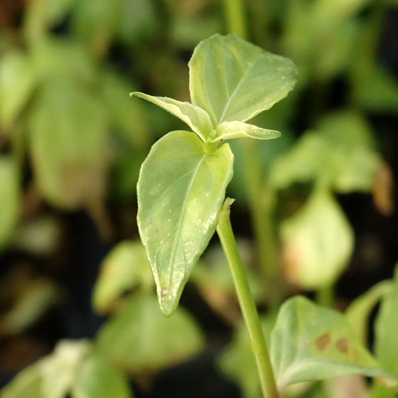 Mushroom Plant - Rungia klossii (Foliage)